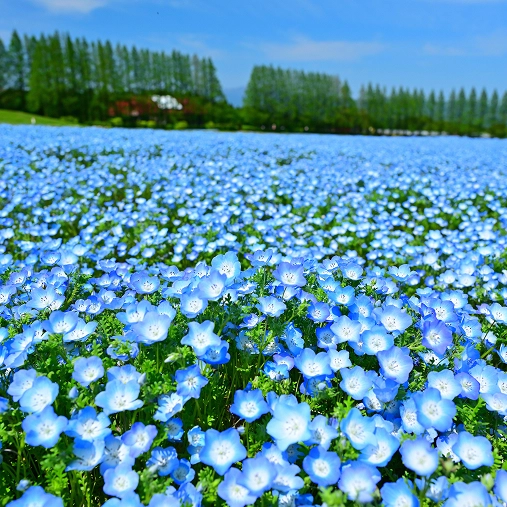 生駒高原：花と風のスケッチ