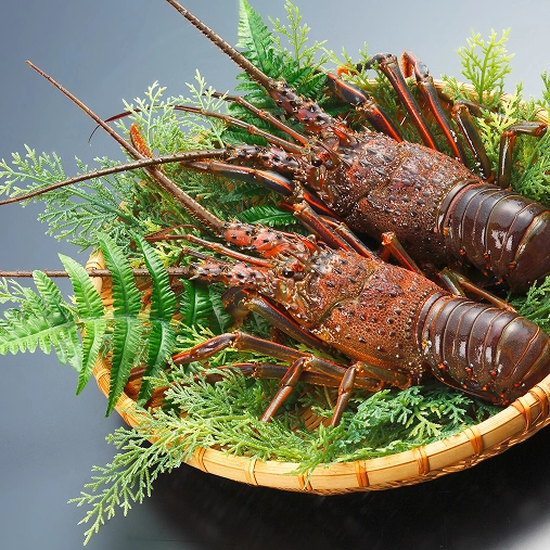 伊勢えび：紅に輝く海の宝